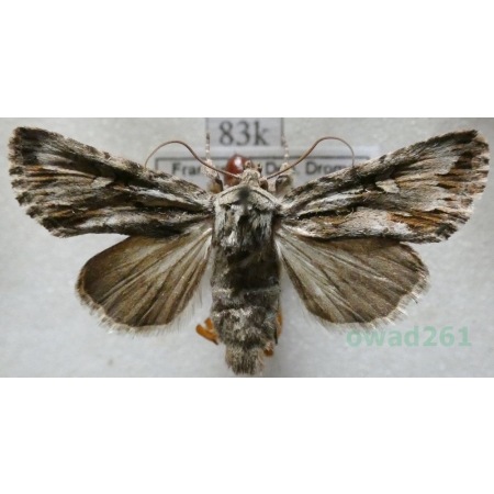 Chloantha hyperici (Denis & Schiffermüller, 1775) France83k